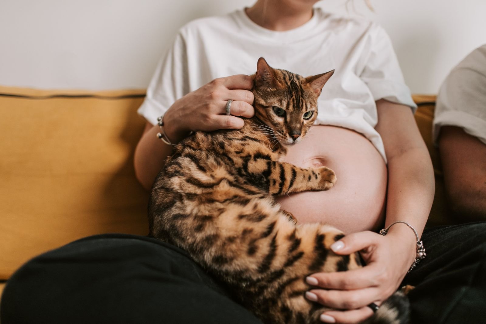 Eine Hand streichelt eine getigerte Katze
