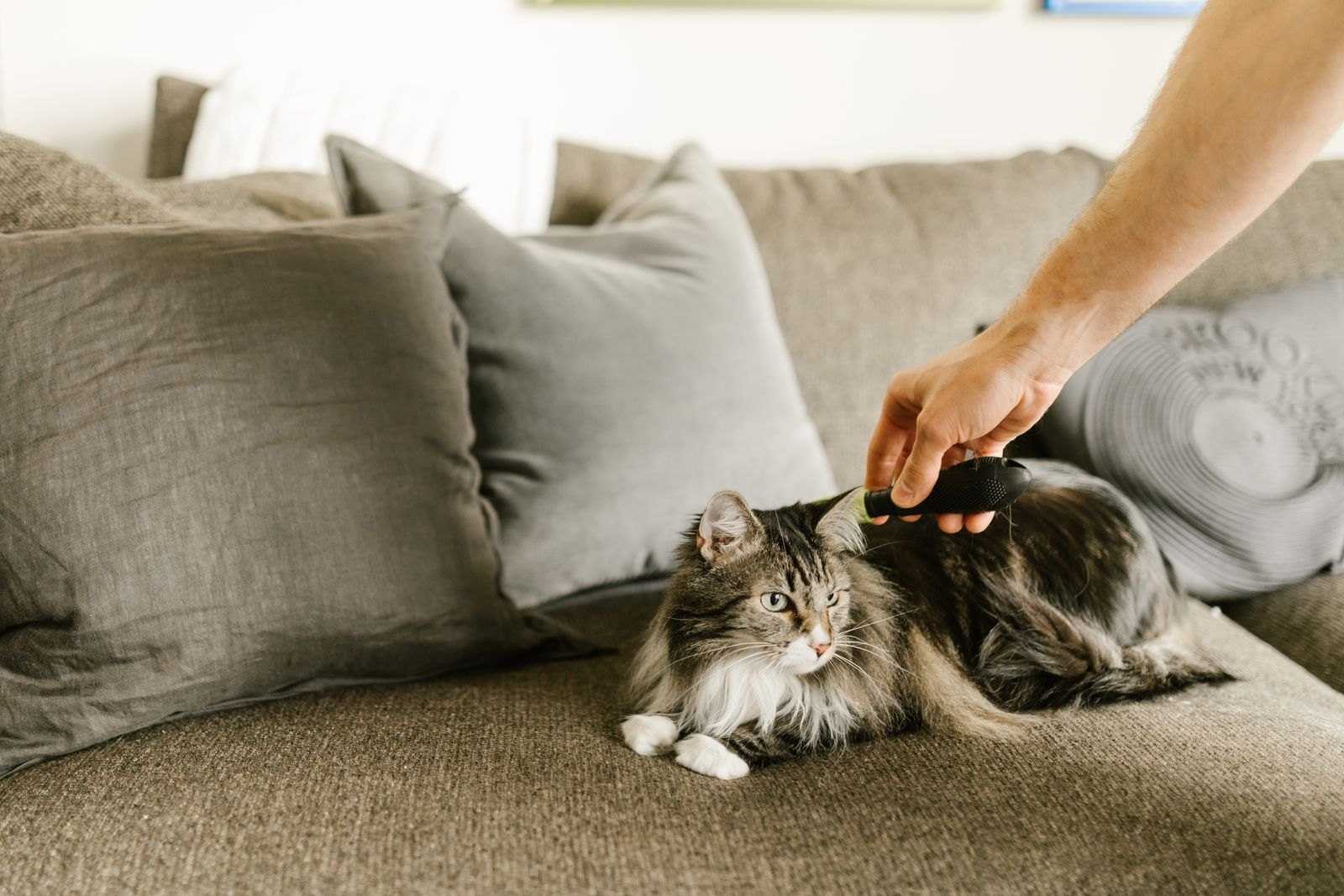 Eine langhaarige Katze wird auf dem Sofa mit einem Metallkamm im Nackenbereich gekämmt