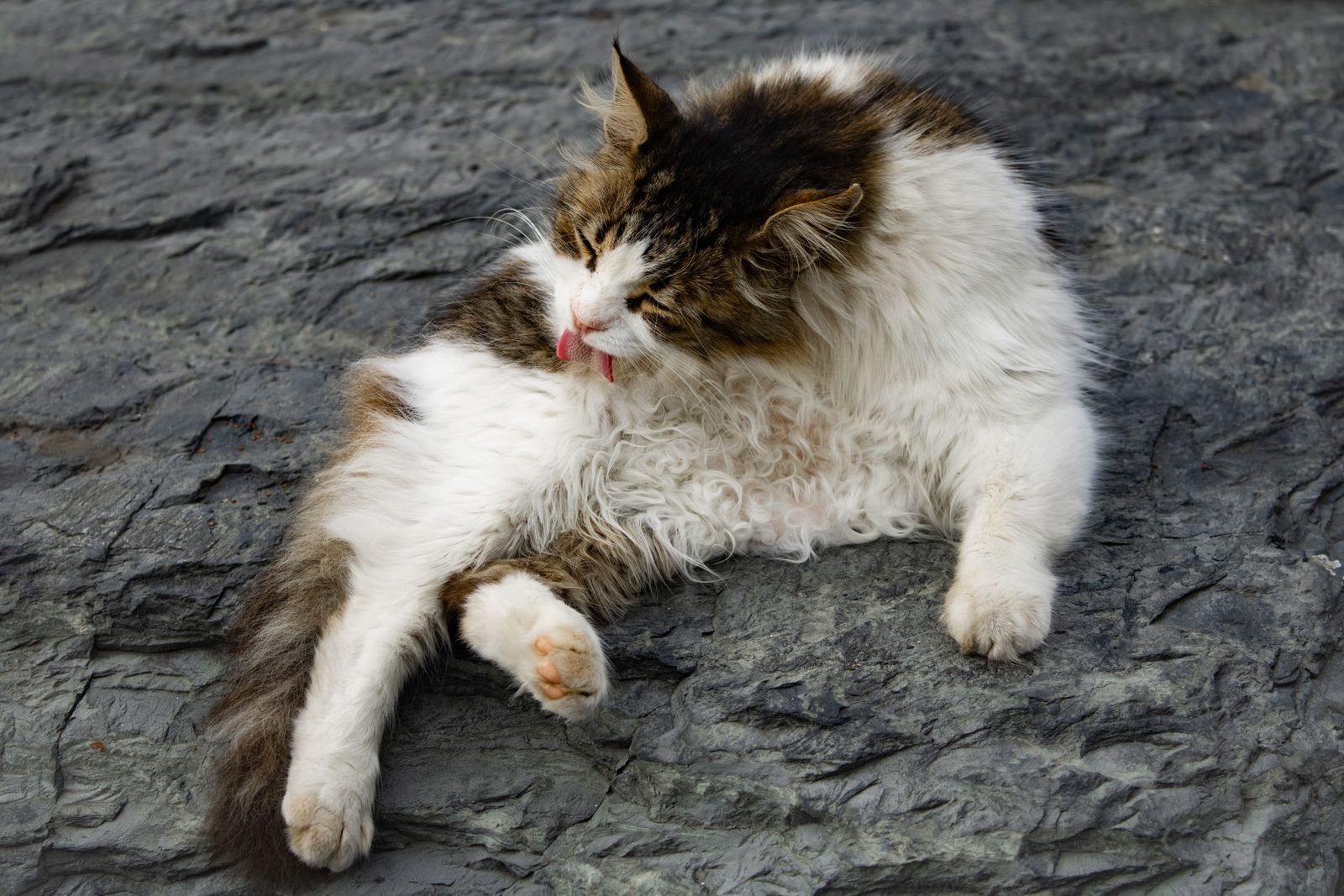 A cat grooming its fur while lying down