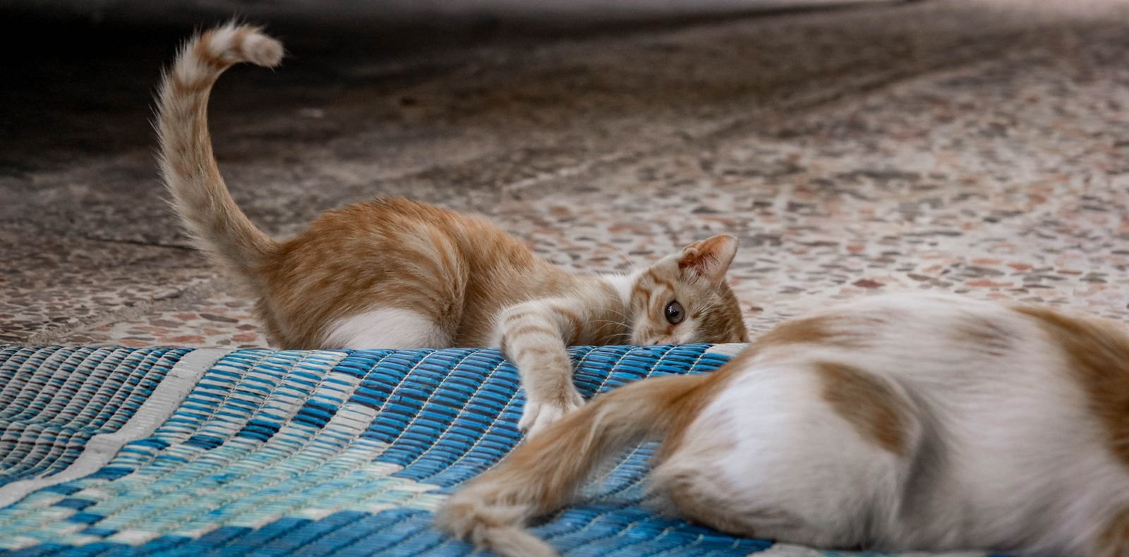 Two young cats resting close together on a mat, one with its tail raised