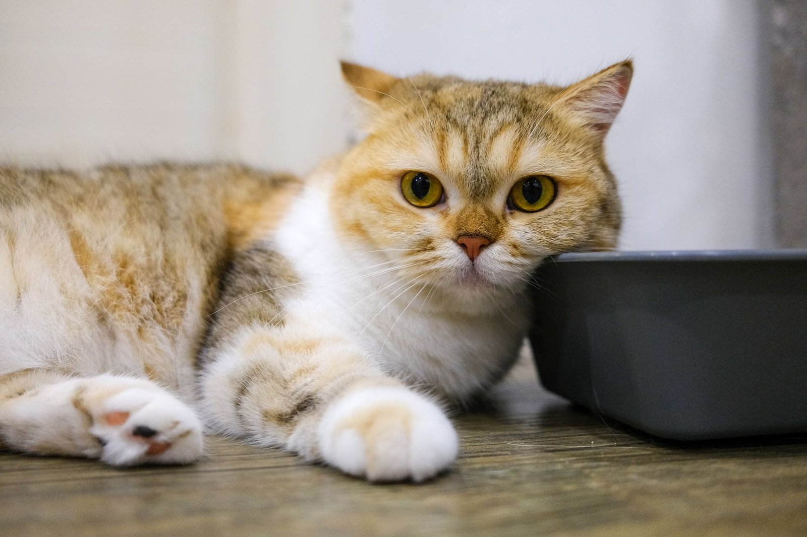A cat resting on the floor beside an open litter tray at home