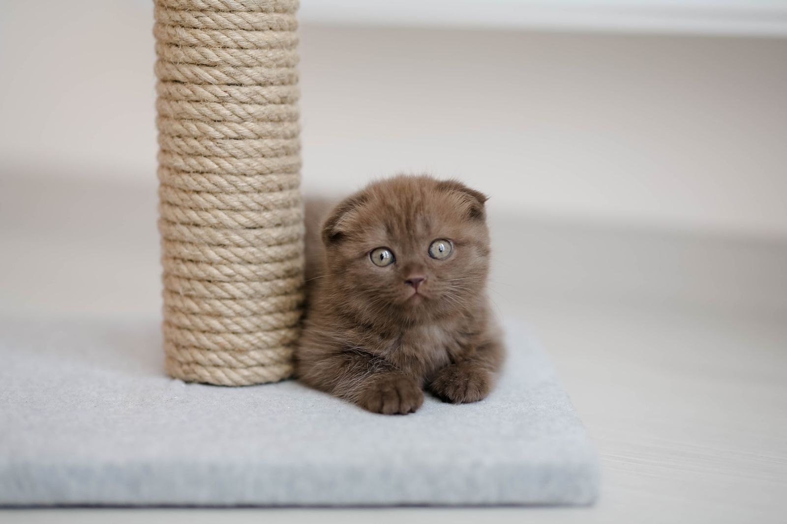 A cat scratching a sisal-wrapped scratching post