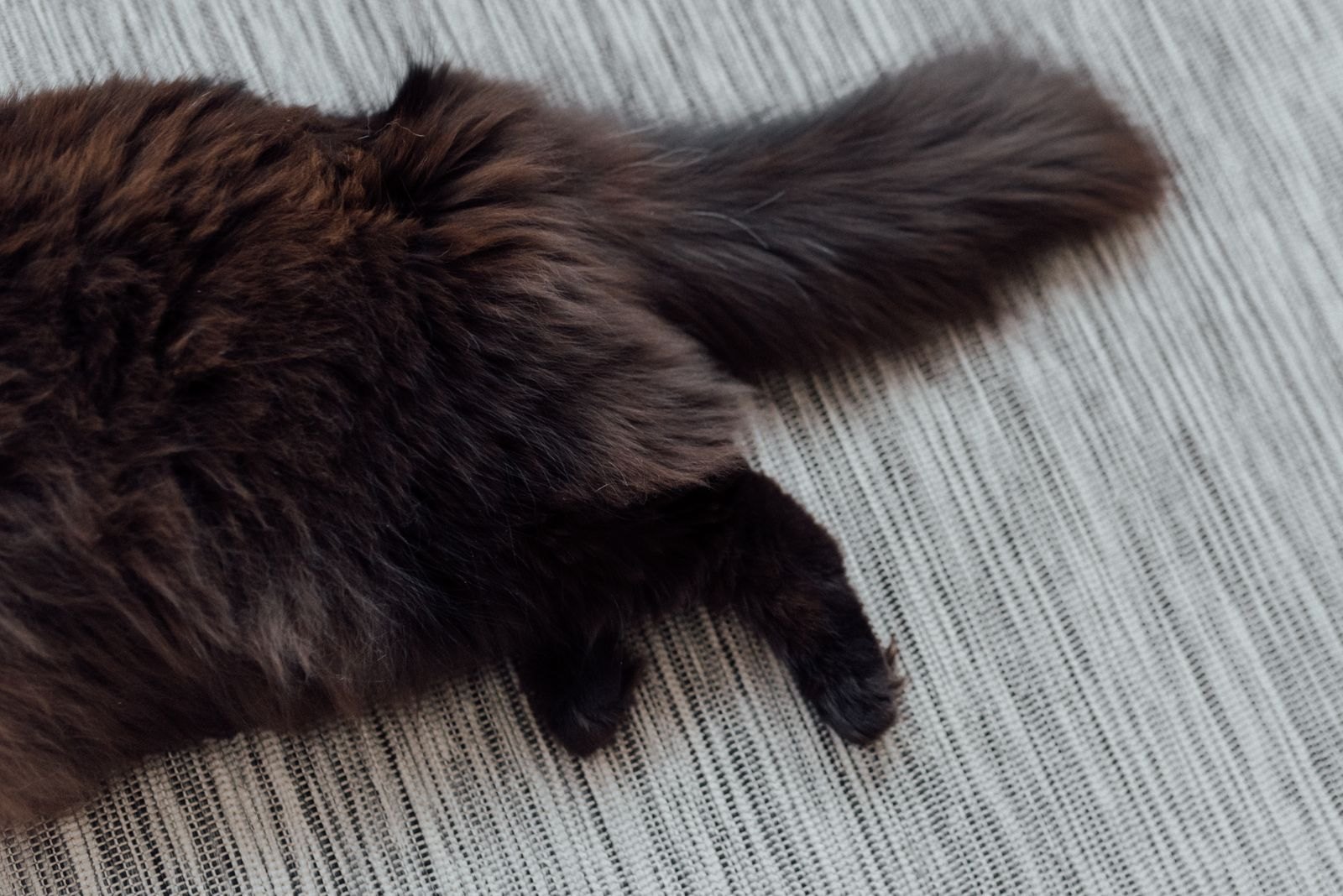 Cola de un gato tumbado en un sofá
