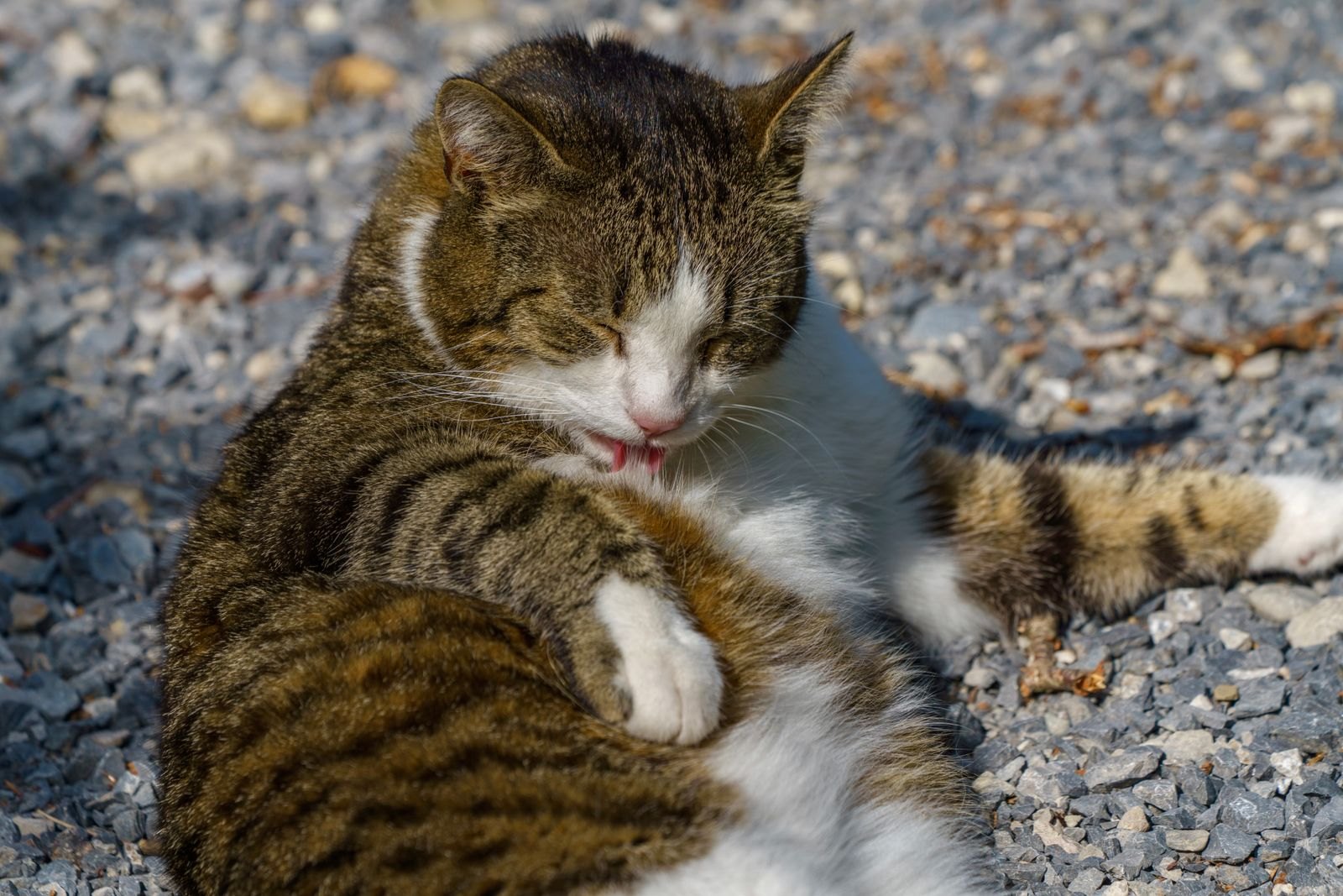 Un gato lamiéndose el costado durante el aseo