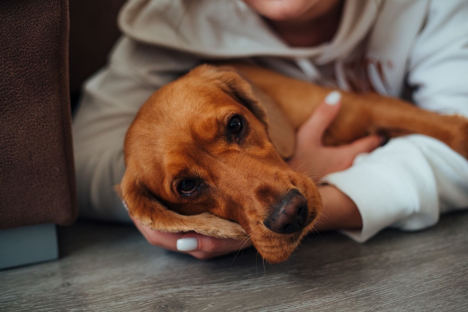 Un cocker spaniel de orejas caídas siendo acariciado con cuidado por su dueño