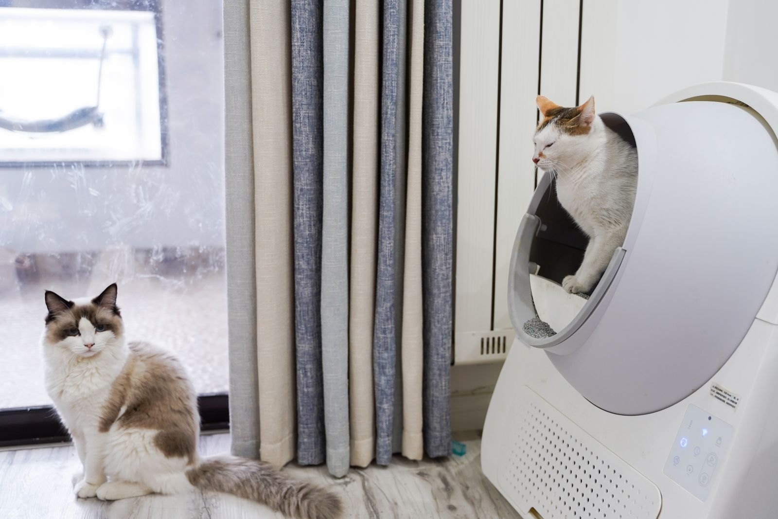 Deux chats près d'un bac à litière à la maison
