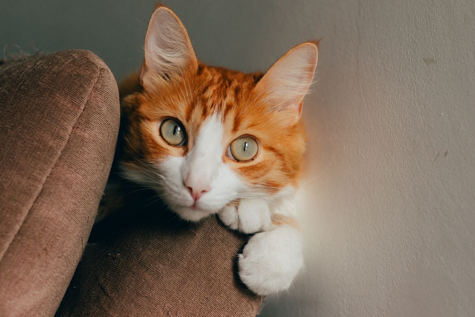 Un chat aux yeux grands ouverts et aux pupilles dilatées, allongé sur un canapé