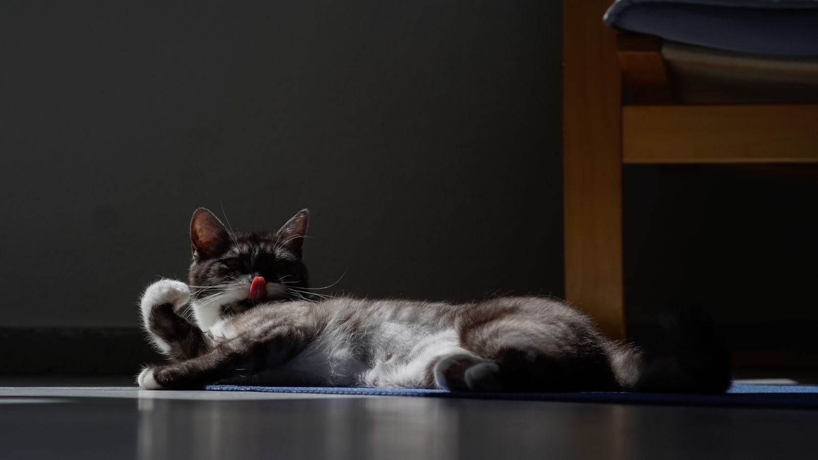 Un chat en train de se toiletter, allongé au sol