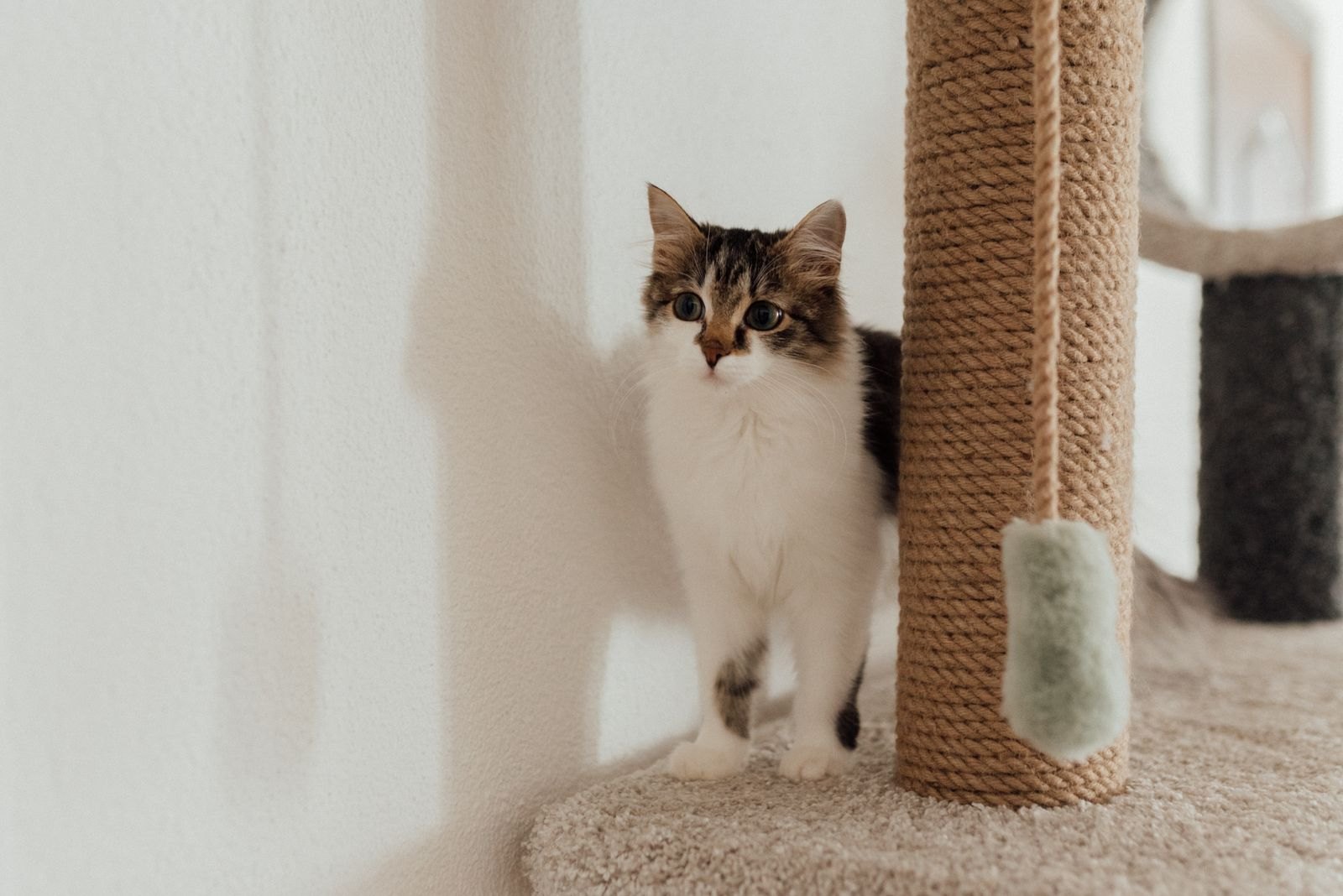 Un chaton près d'un griffoir en sisal dans un intérieur lumineux