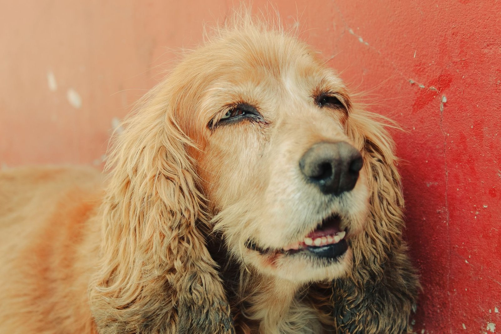 Cocker spaniel con orecchie lunghe e pendenti che coprono il condotto uditivo