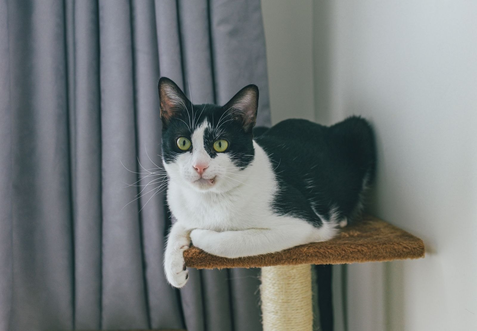 En svartvit katt vilar på en klösträdsplattform med ett sisalklätt klöspelare