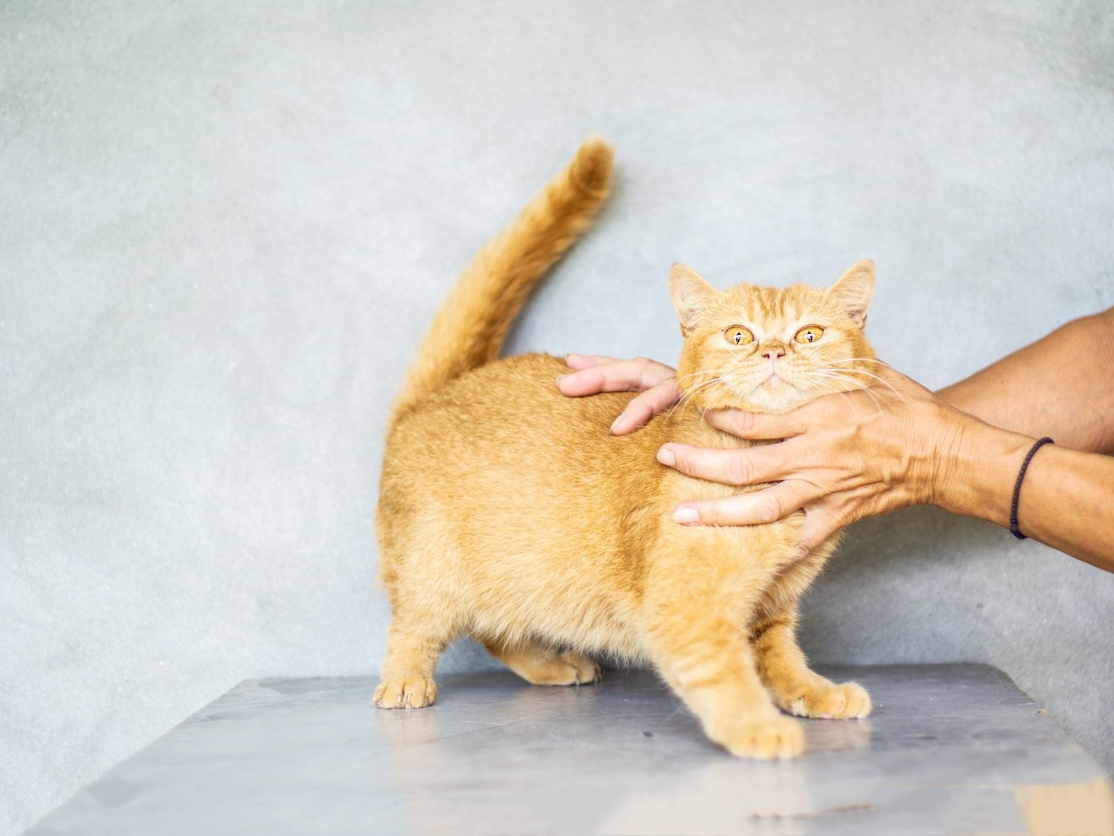 Un gatto con la coda alzata e il corpo teso mentre viene accarezzato da due mani