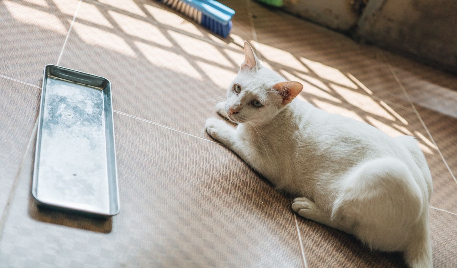 Una lettiera di metallo vuota sul pavimento accanto a un gatto bianco
