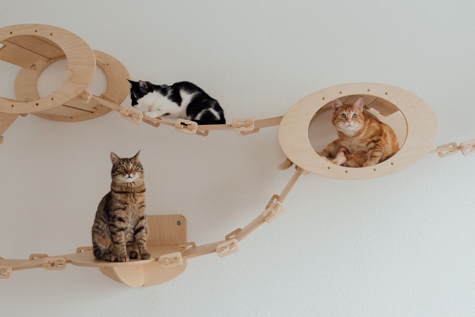 4 Segnali Che il Gatto Ha Bisogno di Più Spazio Verticale