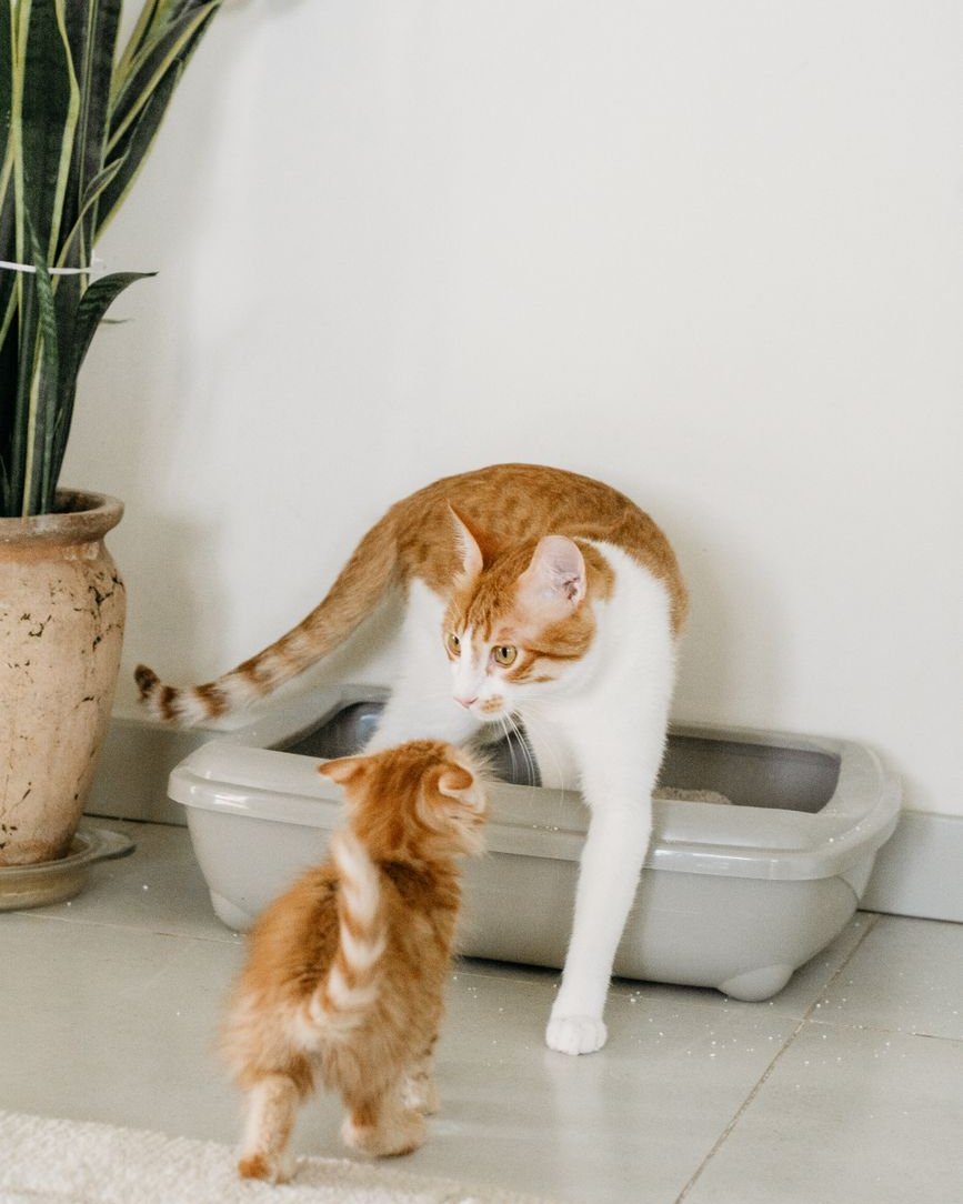猫用トイレのそばにいる成猫と子猫