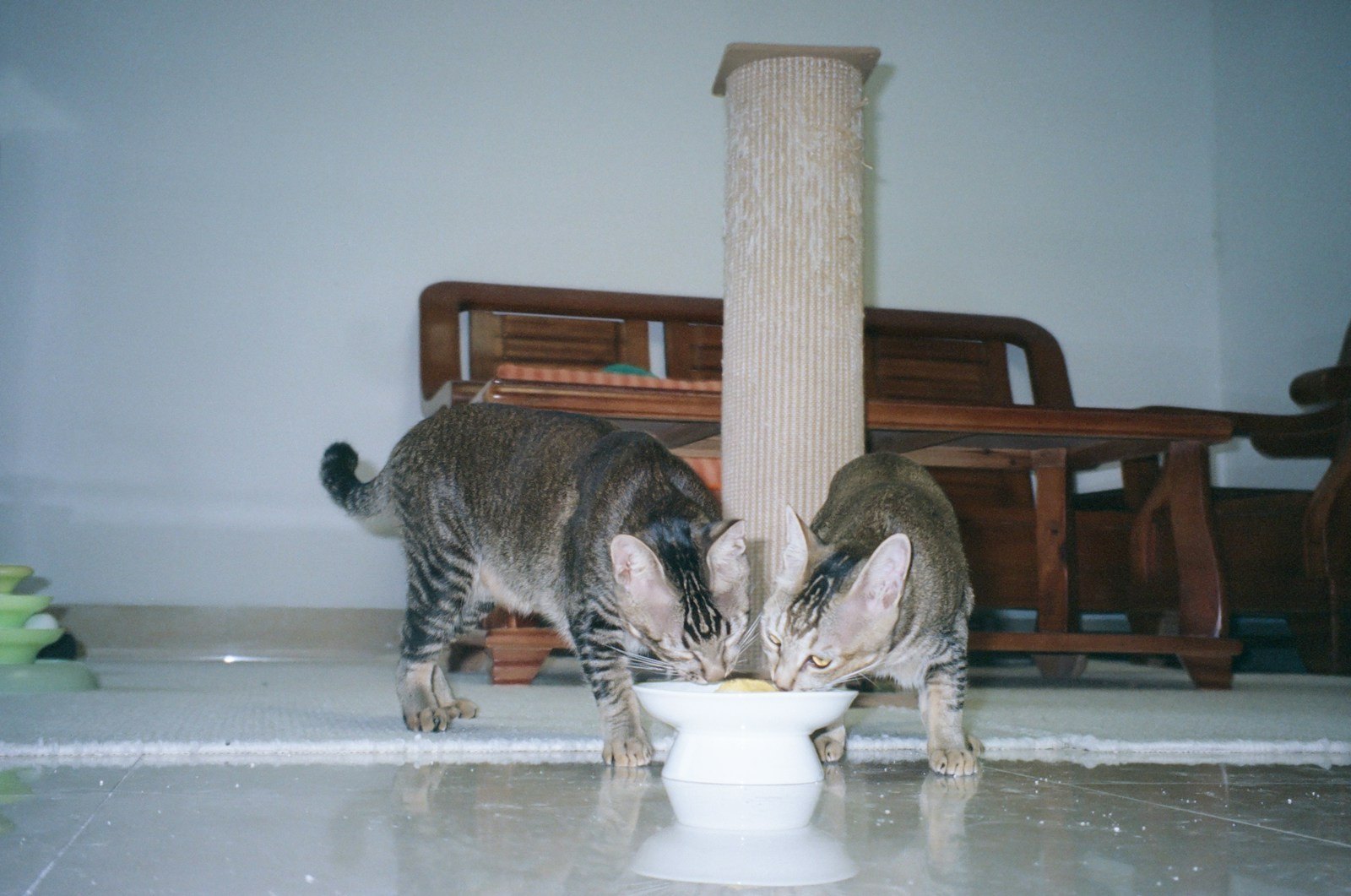 リビングで給水ボウルから一緒にごはんを食べる2匹の猫