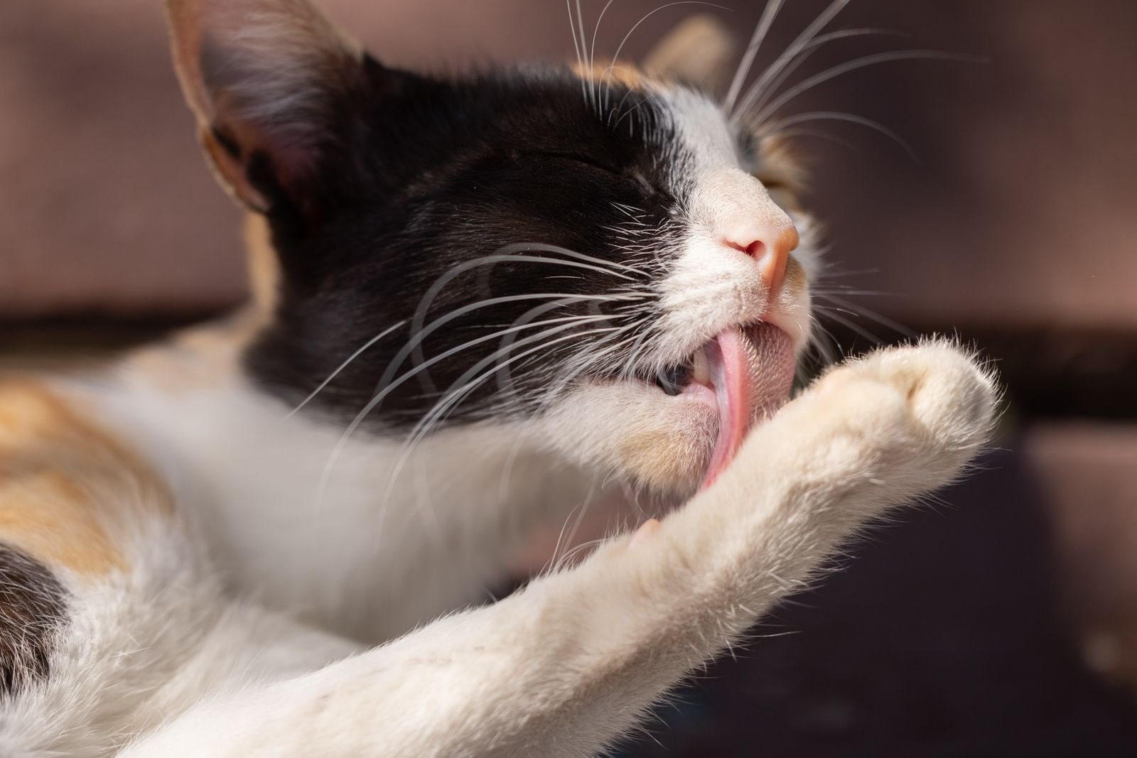 Eine Katze putzt sich gründlich die Pfote