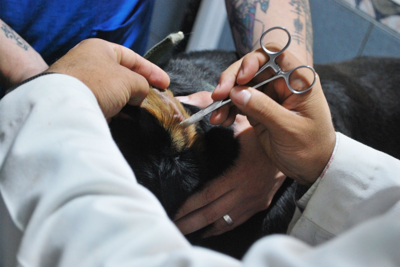 Des poils retirés délicatement de l'intérieur d'une oreille de chien à l'aide d'une pince