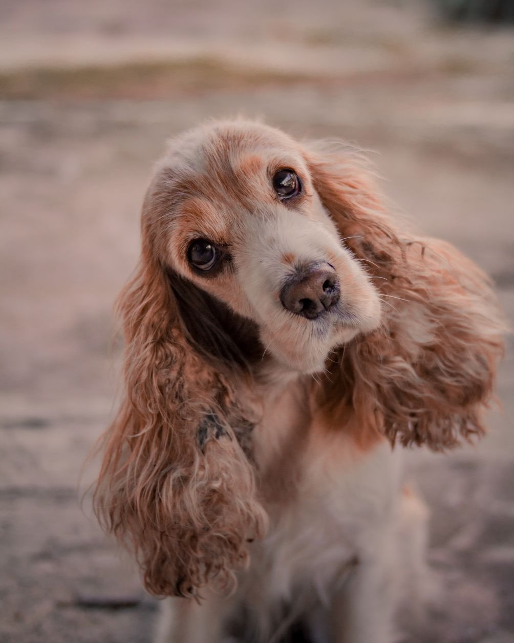 Cocker spaniel met lange hangoren die de gehoorgang afsluiten