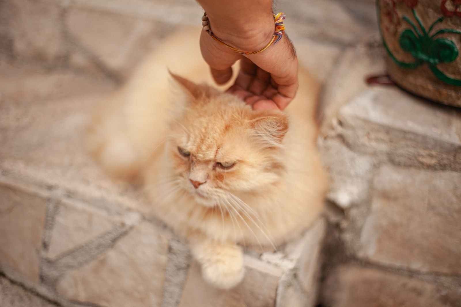 Hand aait een kat die met samengeknepen ogen kijkt