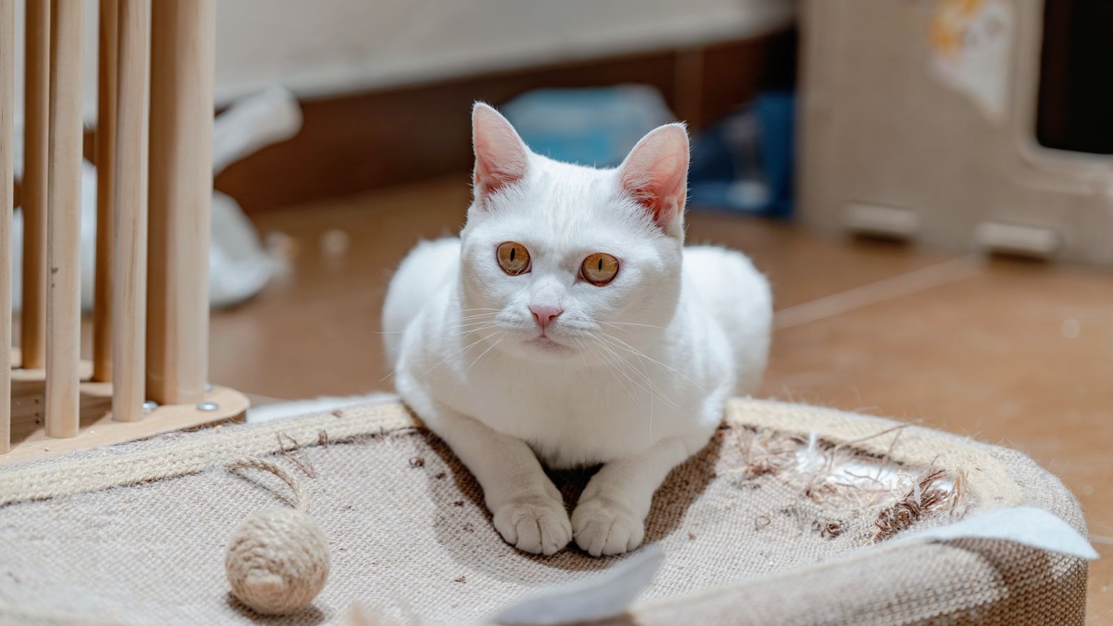 Kat zit op een versleten, gerafelde sisal krabpaal