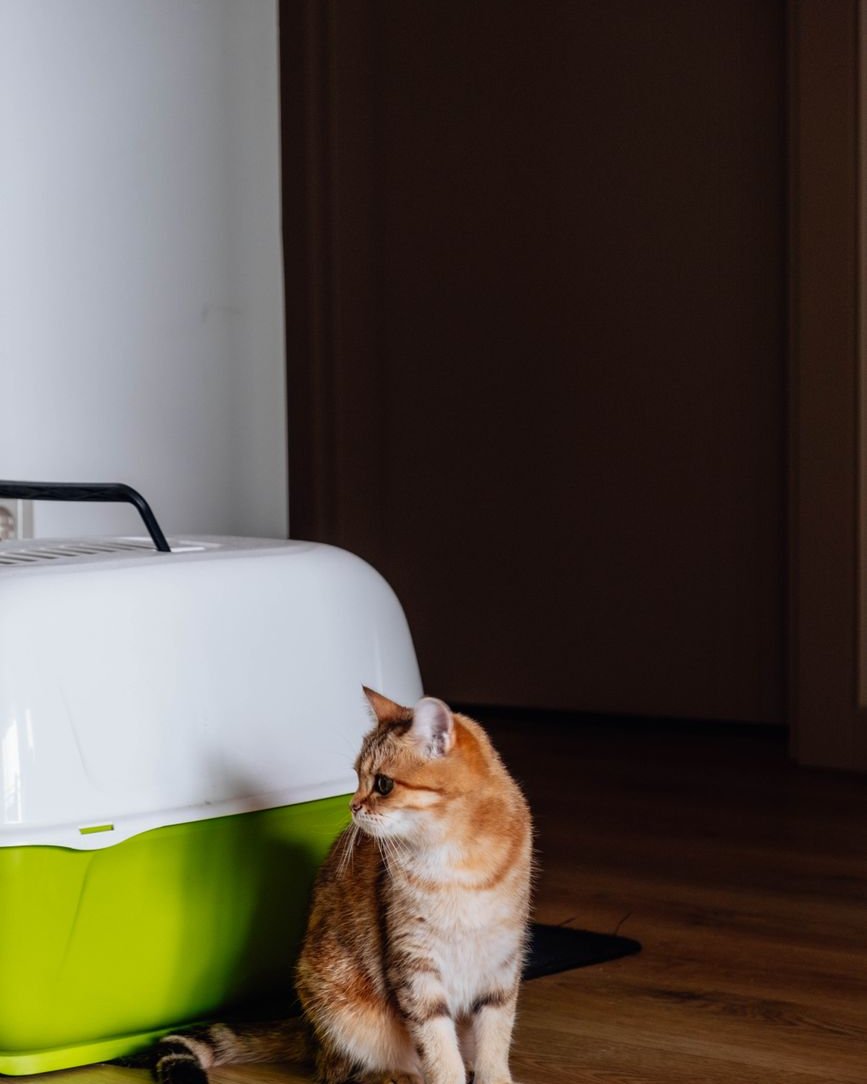 Kat zit in de gang naast een dichte kattenbak