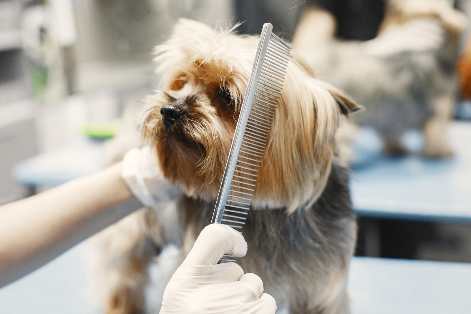 Peine metálico, maquinilla y tijeras de peluquería canina junto a mechones de pelo enredado