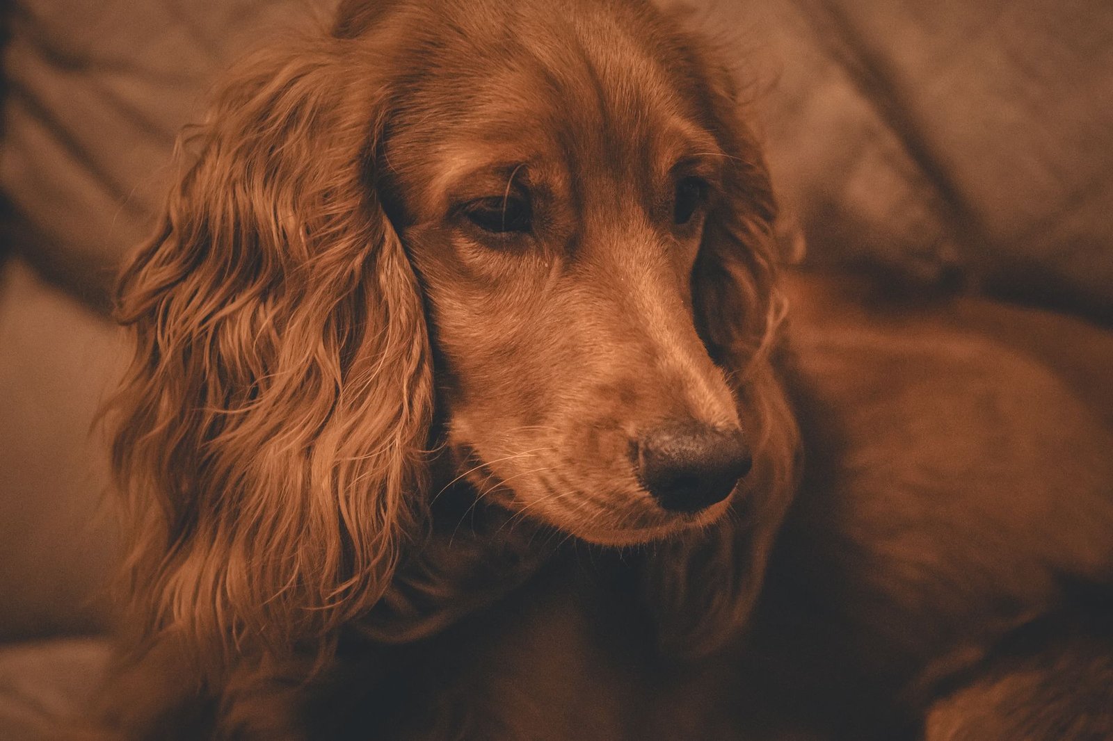 Hund med långa hängöron som täcker hörselgången